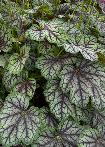 Heuchera americana 'Green Spice'